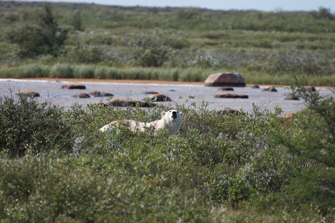 Tundra Buggy Summer Day Tours - Clothing and Comfort Considerations