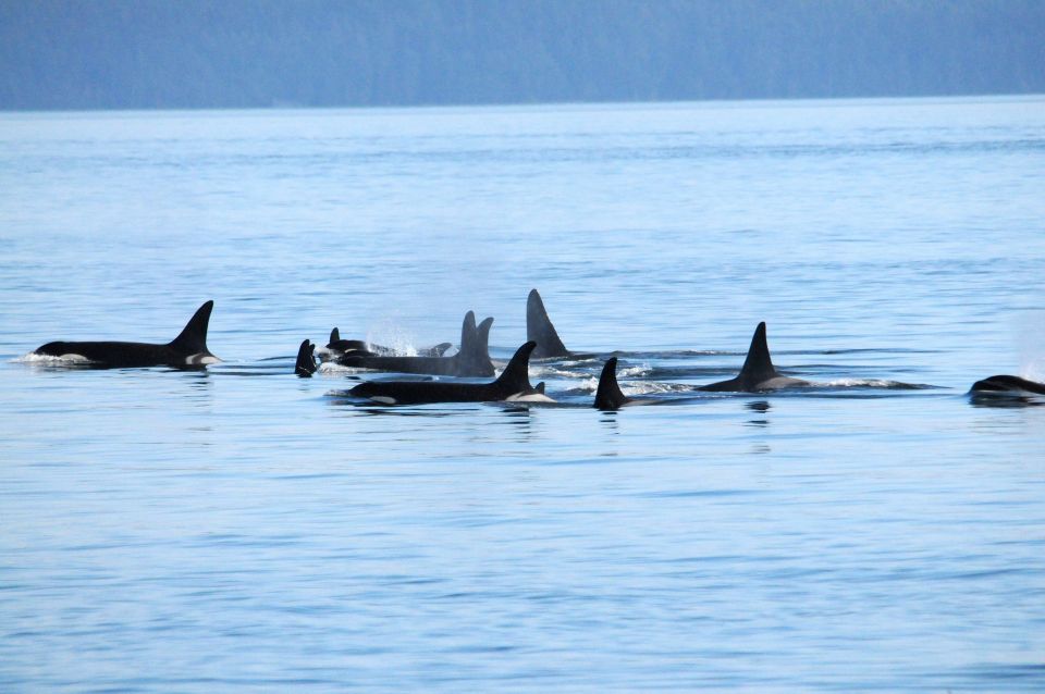 Vancouver, BC: Whale Watching Tour - Highlights