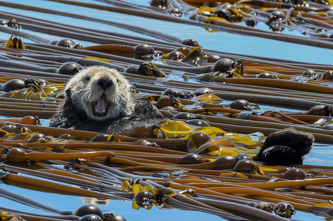 Victoria Marine Wildlife Tour - Meeting and Pickup