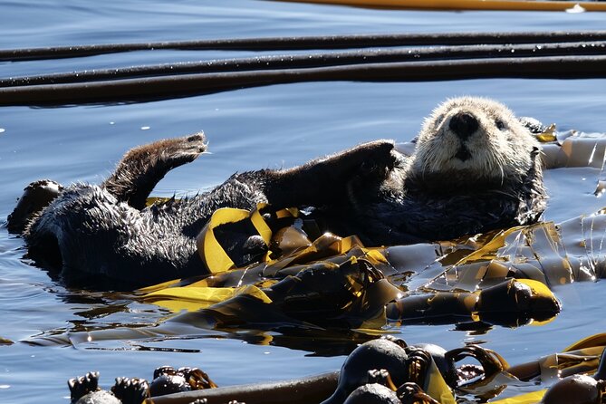 Victoria Whale Watching Tour by Zodiac - Tour Highlights