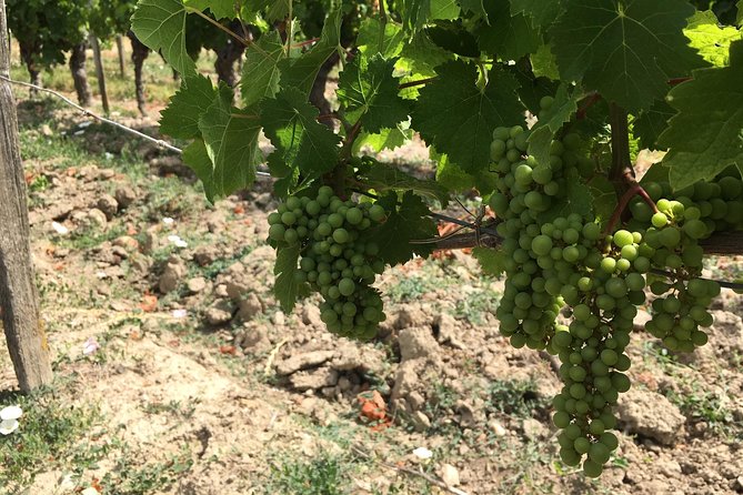 Vineyard Cycle Tours in and Around Chinon, in the Loire Valley - Cycling Through Vineyards