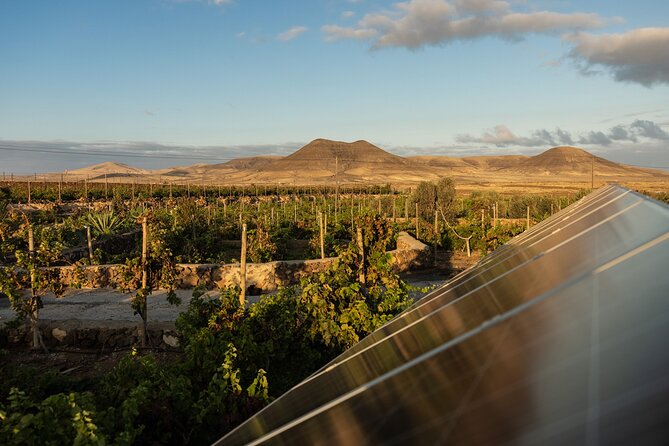 Vineyard Tour With Wine and Cheese Tasting in Fuerteventura - Guided Tour Experience