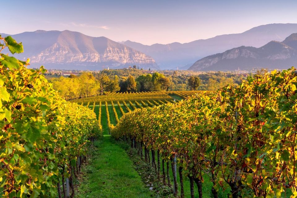 VIP Experience to Lake Iseo and Franciacorta Wine Tasting - Franciacorta Wine Tasting