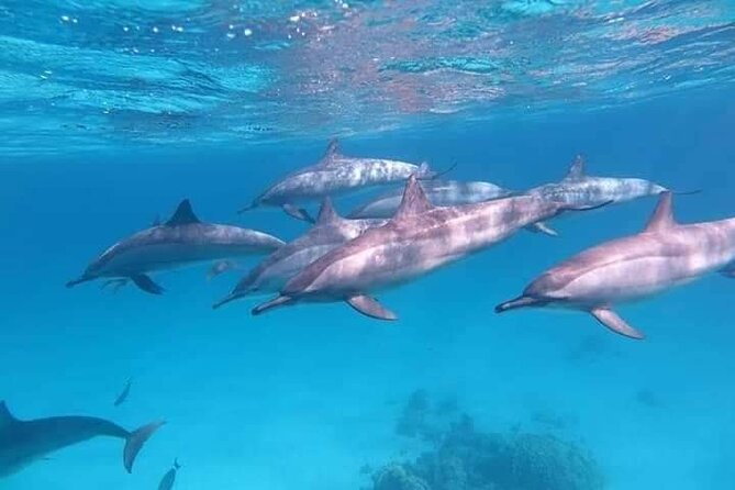 ViP Full Day Swimming With Dolphin Sea Trip With Lunch - Hurghada - Exploring Hurghada