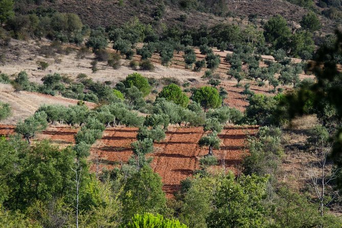 Visit to the Oil Mill With EVOO Experiences in Cuenca - Cancellation and Refund Policy