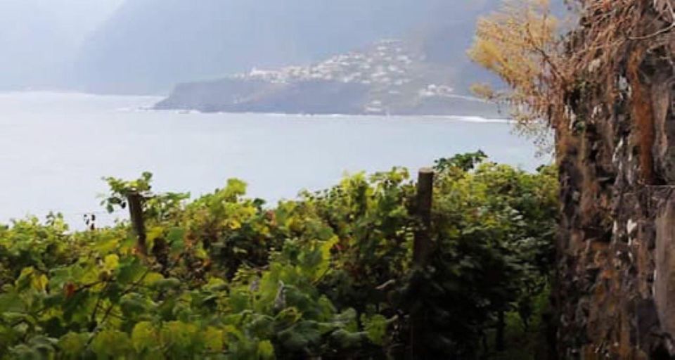 Visiting Local Vineyard With Wine Tasting & Lunch Included - Madeira Wines Route