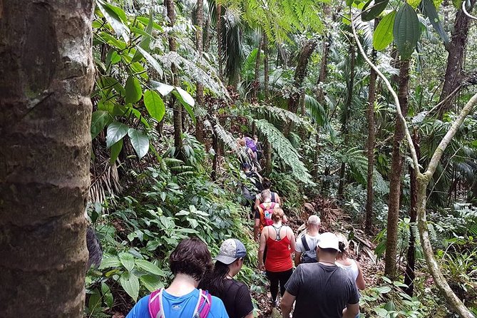 Volcano Crater Hiking Tour in St Kitts - Hiking Through Tropical Jungle