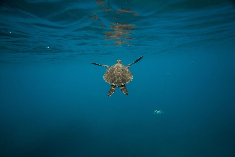 Wailea: Turtle Town Snorkeling Trip With Photo and Video - Meeting Point and Directions