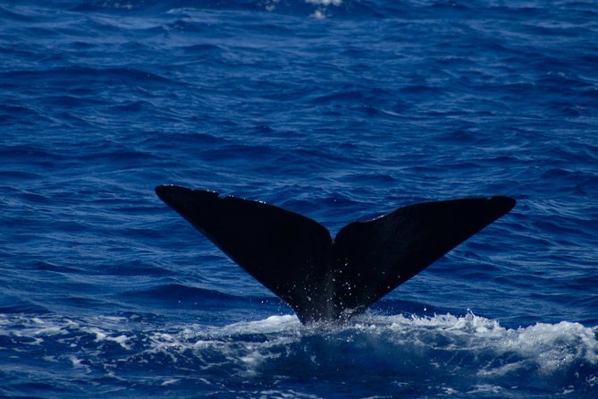 Waitukubuli Dolphin and Whale Watch in Dominica - Booking Confirmation and Cancellation