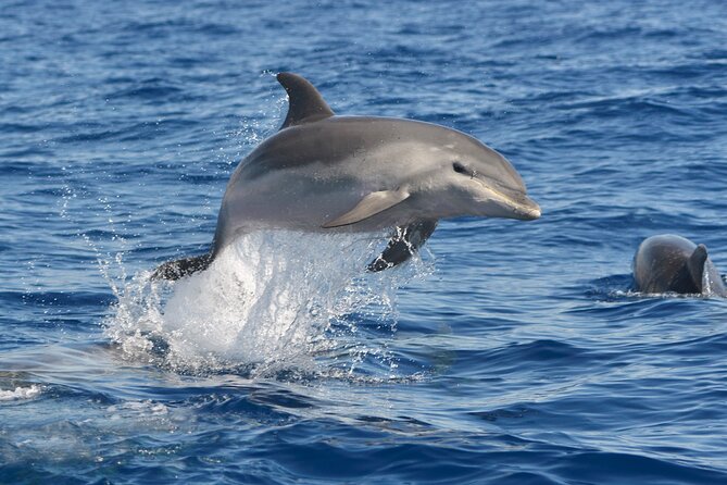 Whale and Dolphin Watching EcoAdventure in Tenerife - Not Recommended for Certain Travelers