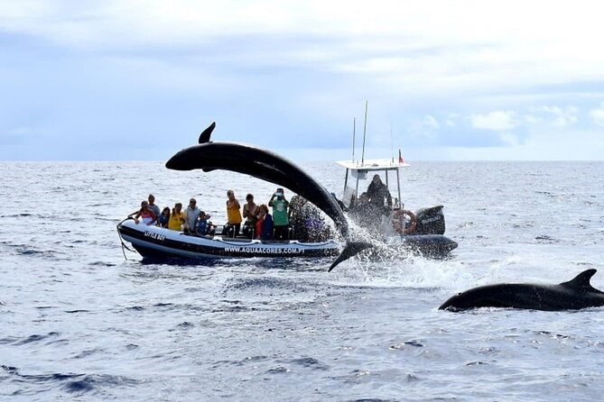 Whale and Dolphin Watching in Pico Island - Half Day - Briefing Presentation Before Cruise