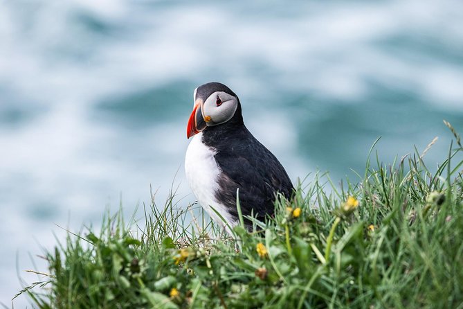 Whale and Puffin Watching Around Skjálfandi Bay From Husavik - Accessibility and Policies