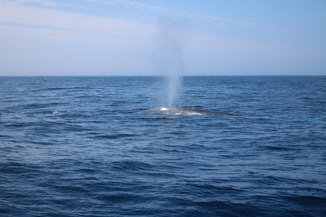 Whale Watching and Jeep Tour - Accessibility and Additional Info