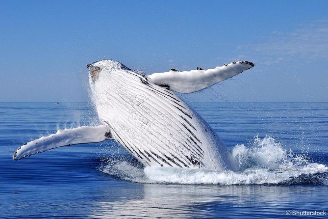 Whale Watching Cruise From Tadoussac or Baie-Ste-Catherine - Target Marine Species