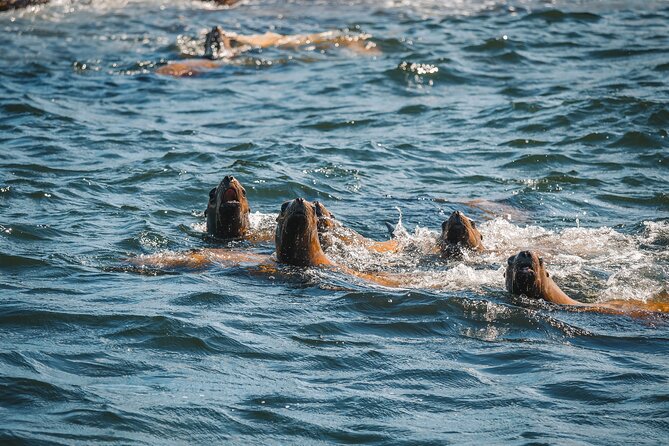 Whale Watching Nanaimo Open Boat Tour - Tour Details