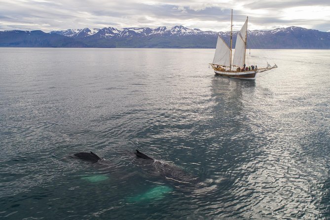 Whale Watching on a Traditional Oak Sailing Ship From Husavik - Participant Accessibility and Policies