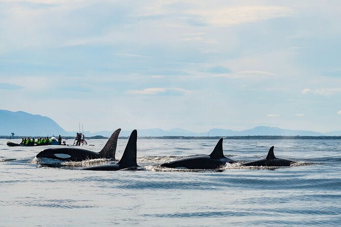 Whale Watching RIB Boat Tour in Skjervoy From Tromso - Cancellation Policy