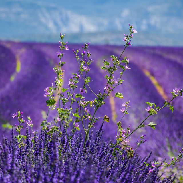 Wild Alps, Verdon Canyon, Moustiers Village, Lavender Fields - Highlights