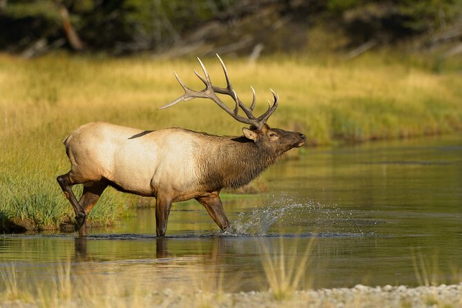 Wildlife on the Bow | Big Canoe Tour in Banff National Park - Meeting and Pickup Location