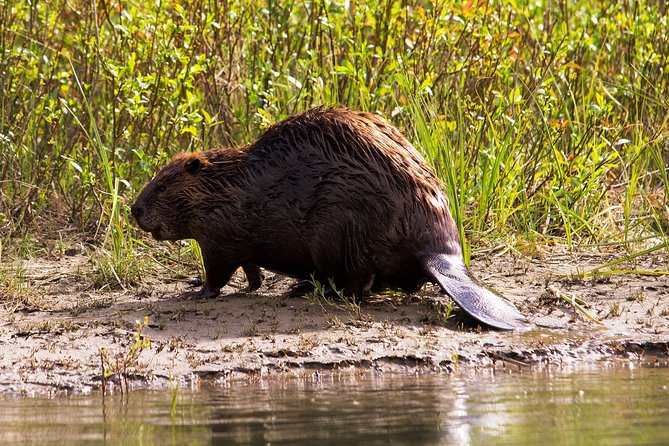 Wildlife on the Bow | Big Canoe Tour - Location and Meeting Point