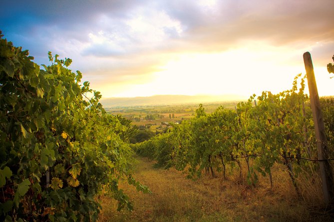 Winemaker for a Day: Tour an Organic Winery - Organic Wine Tasting Experience