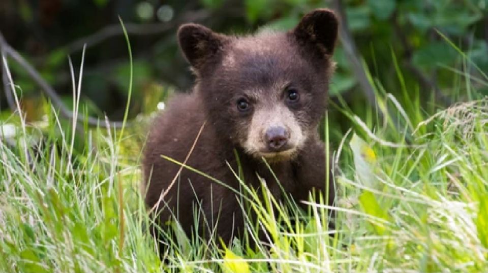 Yellowstone: Old Faithful, Waterfalls, and Wildlife Day Tour - Yellowstone Highlights