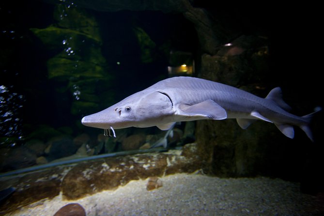 Zaragoza Aquarium Admission Ticket - Diverse River Fauna Exhibits