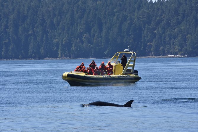 Zodiac Whale Watching Adventure From Telegraph Cove - Activity Accessibility and Restrictions