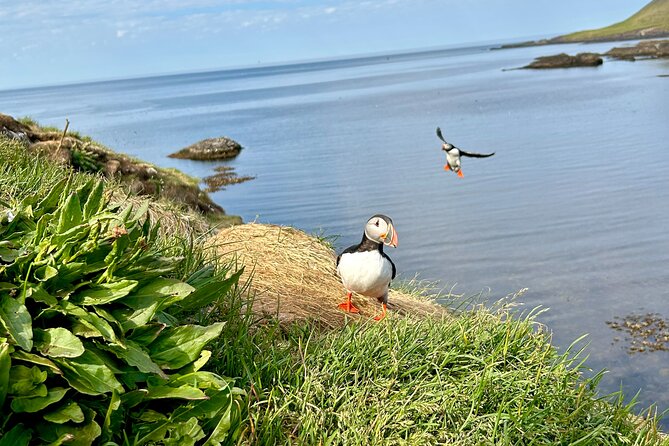 1 Hour Iceland Nature and Wildlife RIB Small Group Guided Safari - Suitability for Travelers