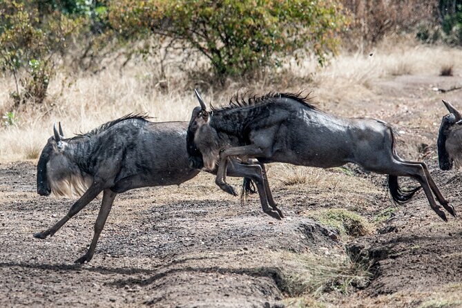 10-DAY Serengeti Wildebeest Migration Safari From Arusha - Airport Pickup and Transport