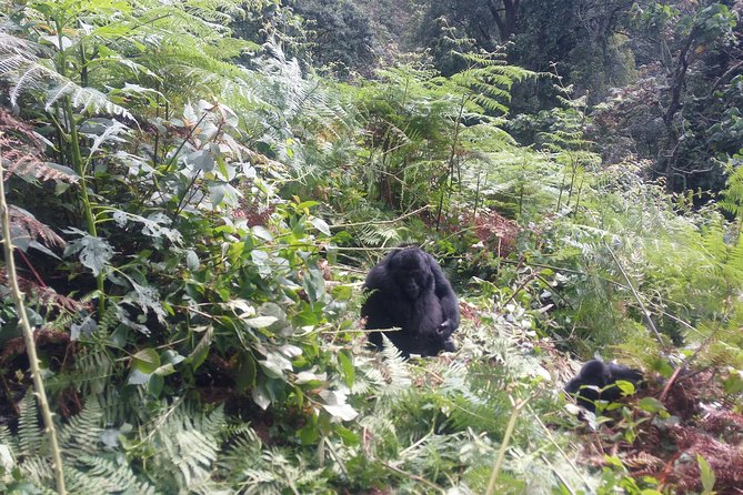 10 Days Uganda Gorilla & Chimpanzee Trekking Safari - Gorilla Trekking