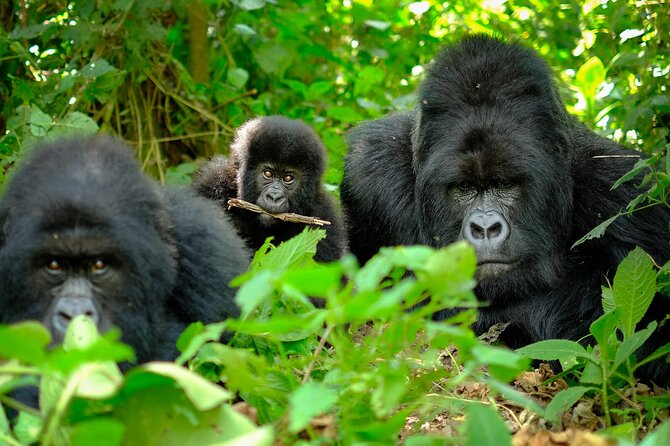 10-Days Uganda Gorillas and Chimpanzee Wildlife Discovery - Health and Accessibility