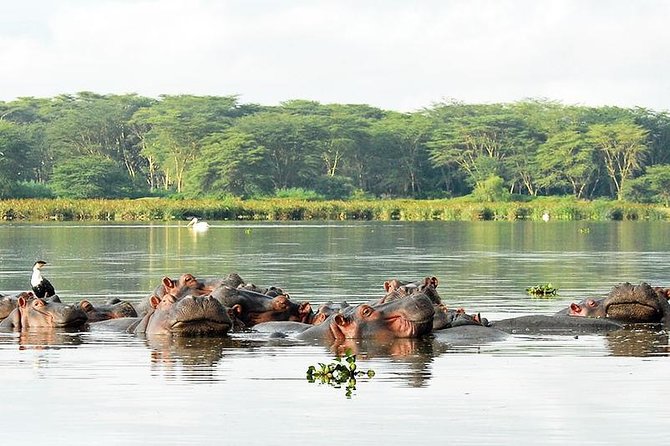 2 Day Tour Lake Nakuru, Hell S Gate & Lake Naivasha From Nairobi - Cycling at Hells Gate