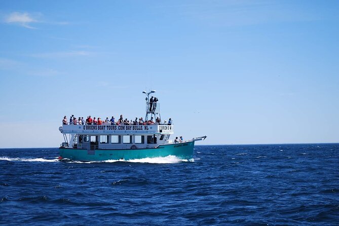 2 Hours Guided Whale and Bird Boat Tour in Bay Bulls - Customer Reviews and Ratings