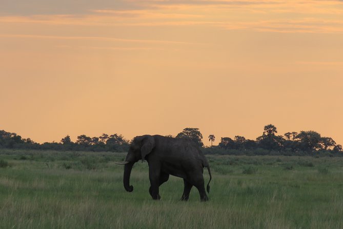 2 Nights Okavango Delta Mokoro Wildcamping Tour, All-Inclusive - Cancellation and Reviews