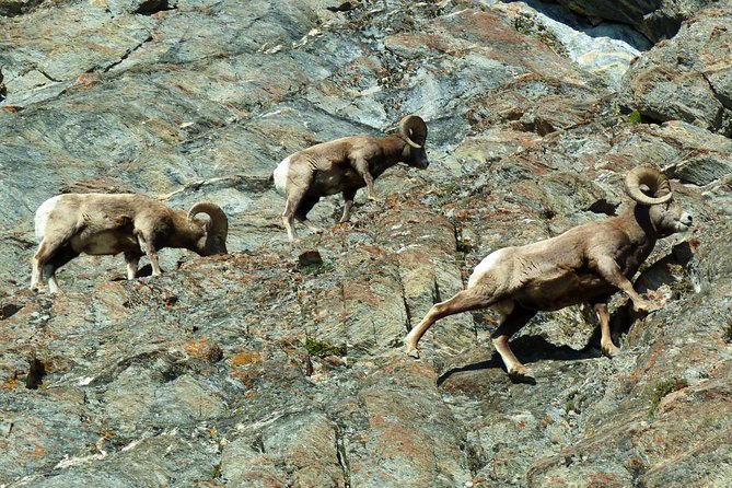 3-Day Rocky Mountains Athabasca Tour From Banff - Group Size