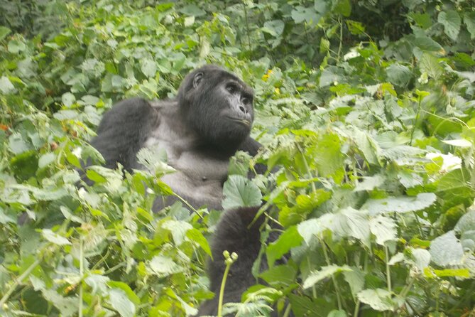 3 Days Bwindi Gorilla Trekking Tour - Review Summary