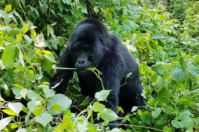 3 Days Gorilla Trekking Safari - Included in the Price