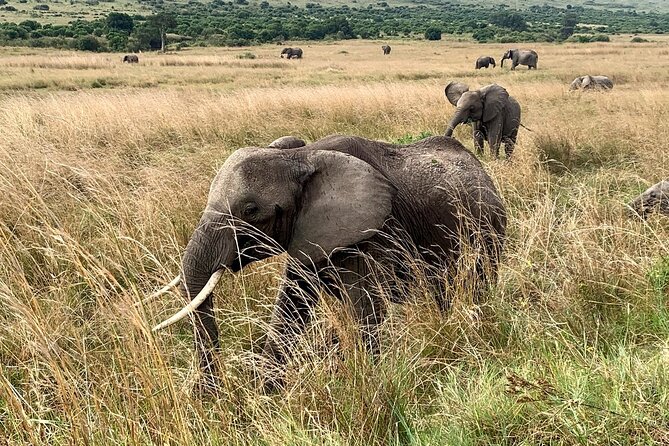 3 Days Mara Jambo Shared Safari Adventure - Dietary Requirements