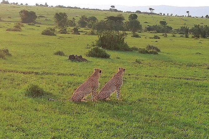 3 Days Masai Mara Safari Group Joining (Daily Departures) - Group Size and Pickup