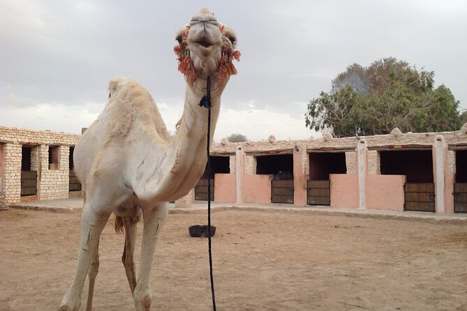 3 Hours Camel Ride in Essaouira With Dinner and Overnight in Berber Camp - Additional Tour Details