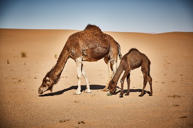 4-Day, 3-Night Marrakech to Marrakech Desert Tour - Camel Trekking or SUV