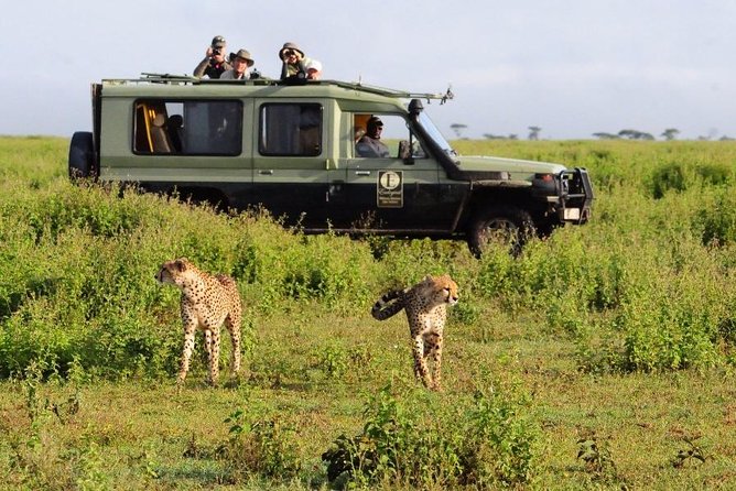 4 Day Masai Mara & Lake Nakuru Group Joining Camping Safari - Daily Departures - Sightings and Activities