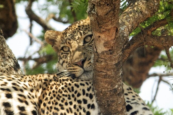 4-Day Safari From Arusha: Tarangire, Serengeti and Ngorongoro - Excluded Costs and Activities