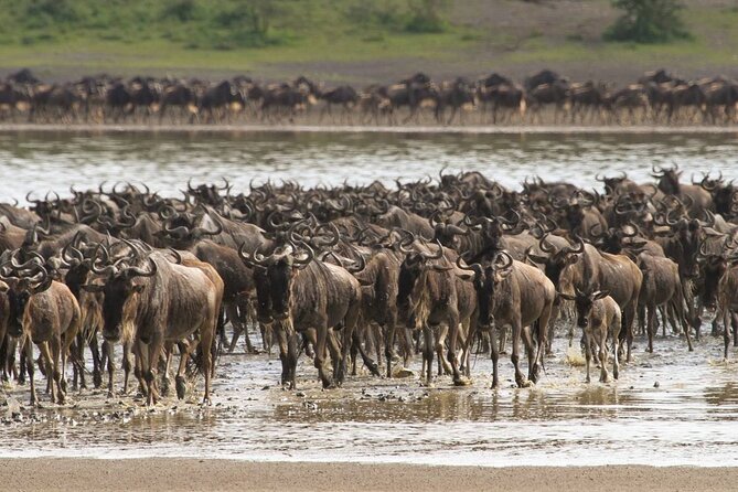 4 Days Lodges Serengeti, Ngorongoro Crater & Visiting Maasai - Serengeti National Park