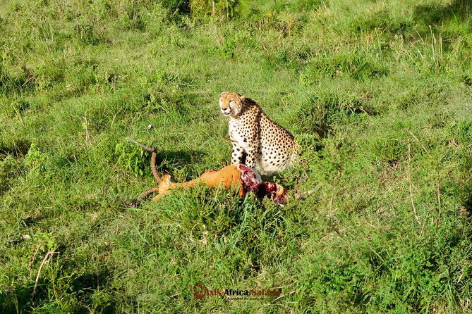 4 Days Safari Adventure Masai Mara and Nakuru Park Group - Masai Village Experience