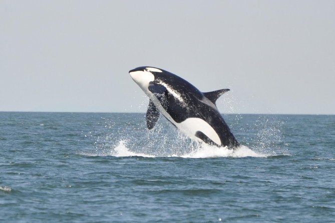 4 Hour Afternoon Whale Watching Tour - Tour Confirmation and Accessibility