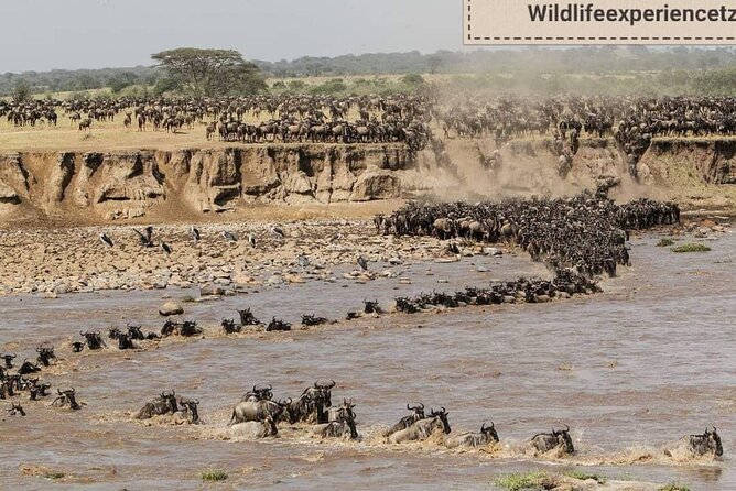 8 Days, Migrations Safari-River Crossing -(July to October) - Accommodation and Meals