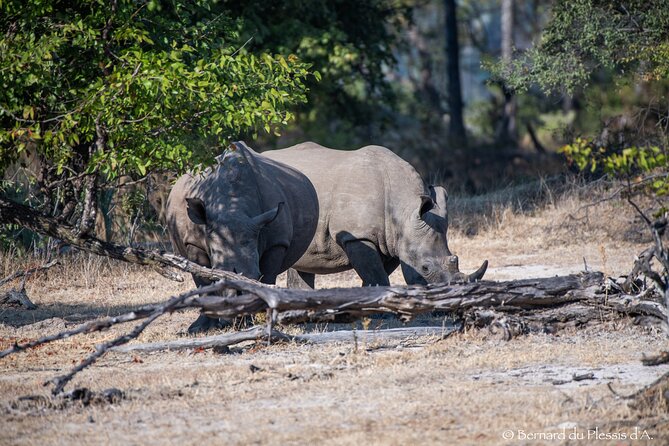 A Game Drive Plus White Rhino Short Walk - Rhino Protection and Conservation