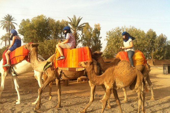 Activities in Marrakech Camel Ride Tour in Palm Grove - Photography Opportunities